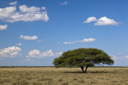 Afrika, Botswana, Blick auf das zentrale Kalahari-Wildreservat mit einer Schirmakazie - FOF002214