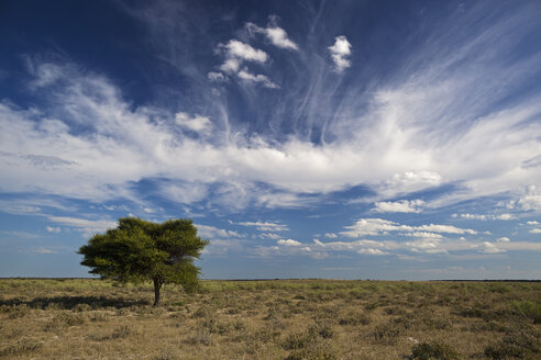 Afrika, Botswana, Blick auf das zentrale Kalahari-Wildreservat mit einer Schirmakazie - FOF002216