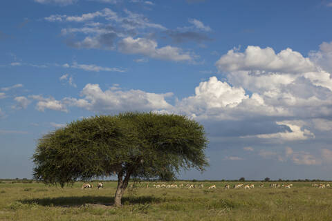 Afrika, Botsuana, Tiere im Zentral Kalahari Wildreservat, lizenzfreies Stockfoto