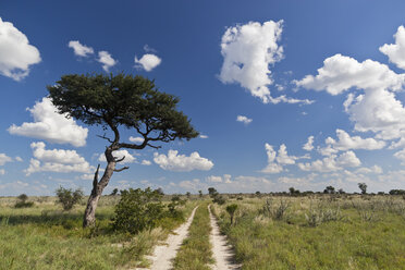 Afrika, Botswana, Blick auf das zentrale Kalahari-Wildreservat mit Piste - FOF002223