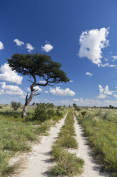 Africa, Botswana, View of central kalahari game reserve with track - FOF002224