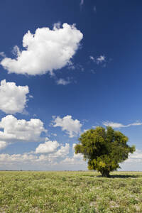 Afrika, Botswana, Blick auf das zentrale Kalahari-Wildreservat mit einem Kameldornbaum - FOF002143