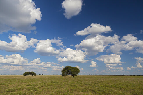 Afrika, Botswana, Blick auf das zentrale Kalahari-Wildreservat mit einer Schirmakazie - FOF002142
