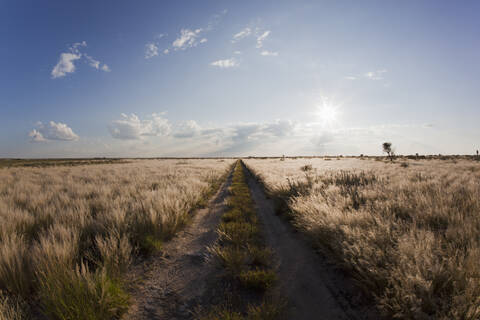 Africa, Botswana, View of central kalahari game reserve with track stock photo