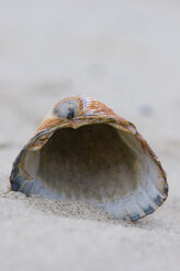 Deutschland, Nordsee, Amrum, Muschel auf Sand, Nahaufnahme - AWDF000604