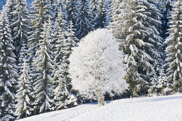 Österreich, Salzburg, Schneebedeckte Bäume in Altenmarkt-Zauchensee - HHF003380