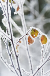 Austria, Salzburg, Snow covered leaf with hoarfrost - HHF003388