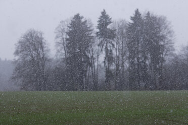 Germany, Bavaria, Schaeftlarn, snowfall in April - TCF001362
