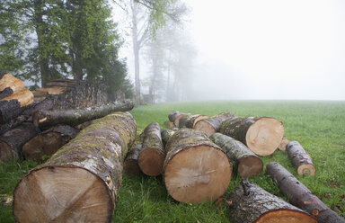 Austrai, Salzkammergut, Mondsee, Blick auf Wald im Nebel - WWF001392