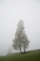 Österreich, Salzkammergut, Mondsee, Blick auf Baum in nebligem Wald - WWF001398