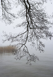 Österreich, Salzkammergut, Mondsee, Blick auf Baum über Wasser - WWF001399