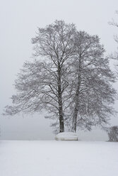 Österreich, Salzkammergut, Mondsee, Blick auf Baum im Schneefall - WWF001401