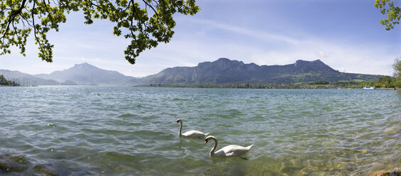 Austria, Salzkammergut, Mondsee, View of ducks with mountains in background - WWF001425