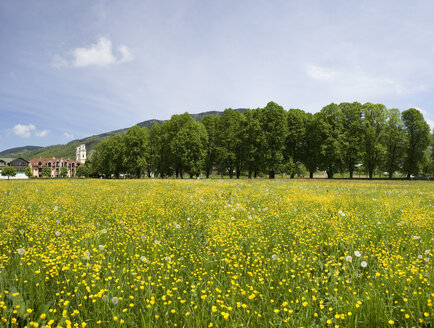 Österreich, Salzkammergut, Mondsee, Blick auf Blumen mit Basilika Heiliger Michael im Hintergrund - WWF001427