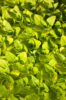 Hintergrund von Oregano - PSF000595