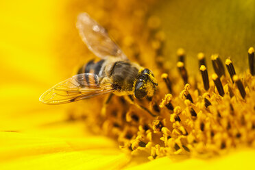 Bee collecting pollen from sunflower - MAEF002432