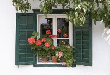 Österreich, Land Salzburg, Flachgau, Mattsee, Blumen am Fenster - WWF001553