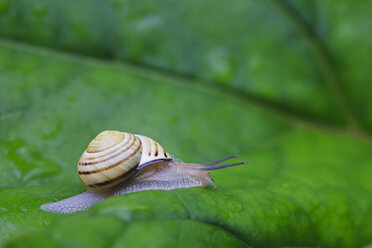 Europa, Kroatien, Jezera, Weinbergschnecke auf Blatt kriechend, Nahaufnahme - FOF002250