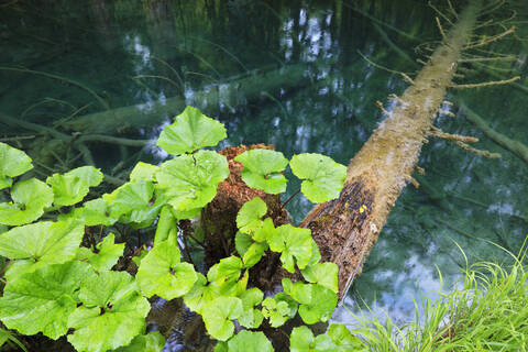 Europa, Kroatien, jezera, Blätter, die am Baumstamm wachsen, lizenzfreies Stockfoto