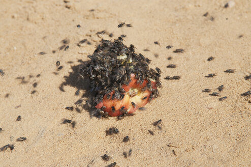 Jordan, Amman, Swarm of flies, close up - NHF001234