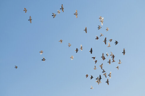 Jordanien, Amman, Vogelschwarm im Flug - NHF001241