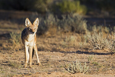 Afrika, Botswana, Südafrika, Kalahari, Schabrackenschakal im Kgalagadi Transfrontier Park - FOF002283