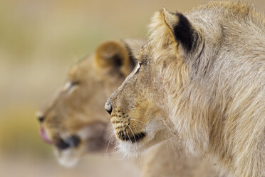 Afrika, Botswana, Südafrika, Kalahari, Löwe im Kgalagadi Transfrontier Park - FOF002287