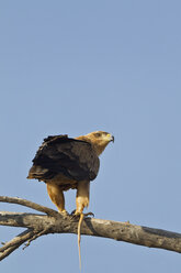 Afrika, Botswana, Südafrika, Kalahari, Schreiseeadler im Kgalagadi Transfrontier Park - FOF002290