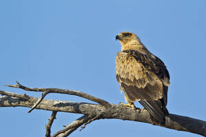 Afrika, Botswana, Südafrika, Kalahari, Schreiseeadler im Kgalagadi Transfrontier Park - FOF002291