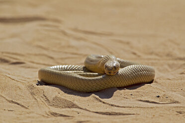 Afrika, Botswana, Südafrika, Kalahari, Kapkobra im Kgalagadi Transfrontier Park - FOF002293