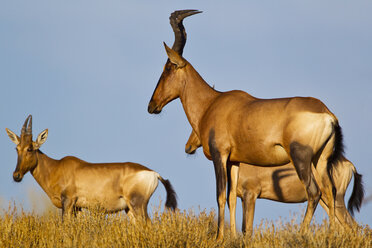 Afrika, Botsuana, Südafrika, Kalahari, Kuhantilope im Kgalagadi Transfrontier Park - FOF002297