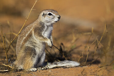 Afrika, Botswana, Südafrika, Kalahari, Afrikanisches Erdhörnchen im Kgalagadi Transfrontier Park - FOF002298