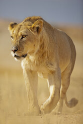 Afrika, Botswana, Südafrika, Kalahari, Löwe im Kgalagadi Transfrontier Park - FOF002300
