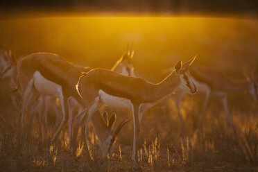 Afrika, Botsuana, Südafrika, Kalahari, Springbockantilope im Kgalagadi Transfrontier Park - FOF002301