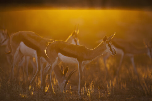 Afrika, Botsuana, Südafrika, Kalahari, Springbockantilope im Kgalagadi Transfrontier Park - FOF002301