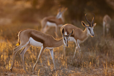 Afrika, Botsuana, Südafrika, Kalahari, Springbockantilope im Kgalagadi Transfrontier Park - FOF002302