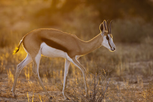 Afrika, Botsuana, Südafrika, Kalahari, Springbockantilope im Kgalagadi Transfrontier Park - FOF002303