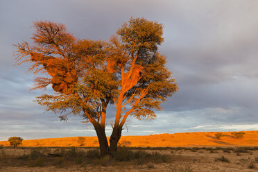 Afrika, Botswana, Südafrika, Kalahari, Gesellschaftsweber nistet auf einem Baum im Kgalagadi Transfrontier Park - FOF002306