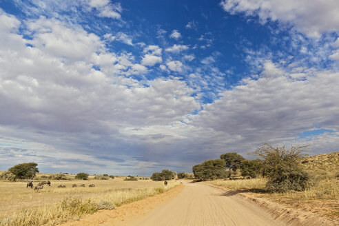 Afrika, Botswana, Südafrika, Kalahari, Blick auf leere Schotterstraße durch den Kgalagadi Transfrontier Park - FOF002307