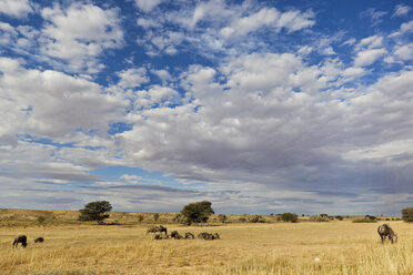 Afrika, Botsuana, Südafrika, Kalahari, Streifengnu im Kgalagadi Transfrontier Park - FOF002308