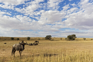 Afrika, Botsuana, Südafrika, Kalahari, Streifengnu im Kgalagadi Transfrontier Park - FOF002309