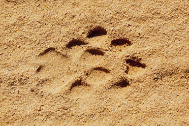 Afrika, Botswana, Südafrika, Kalahari, Löwentatzenabdruck auf Sand im Kgalagadi Transfrontier Park - FOF002312