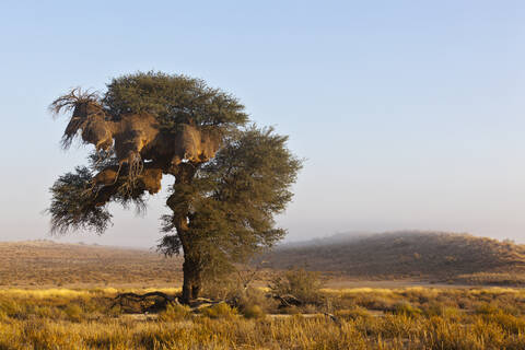Afrika, Botswana, Südafrika, Kalahari, Gesellschaftsweber nistet auf einem Baum im Kgalagadi Transfrontier Park, lizenzfreies Stockfoto