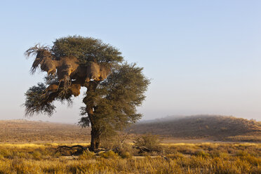 Afrika, Botswana, Südafrika, Kalahari, Gesellschaftsweber nistet auf einem Baum im Kgalagadi Transfrontier Park - FOF002313
