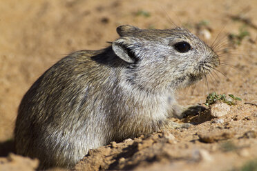 Afrika, Botswana, Südafrika, Kalahari, Brant's pfeifende Ratte im Kgalagadi Transfrontier Park - FOF002317