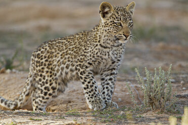 Afrika, Botswana, Südafrika, Kalahari, Junges Leopardenbaby im Kgalagadi Transfrontier Park - FOF002321