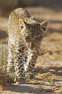 Afrika, Botswana, Südafrika, Kalahari, Junges Leopardenbaby im Kgalagadi Transfrontier Park - FOF002322