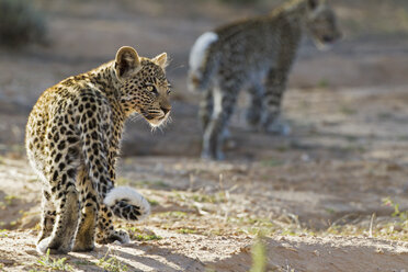 Afrika, Botswana, Südafrika, Kalahari, Junges Leopardenbaby im Kgalagadi Transfrontier Park - FOF002323