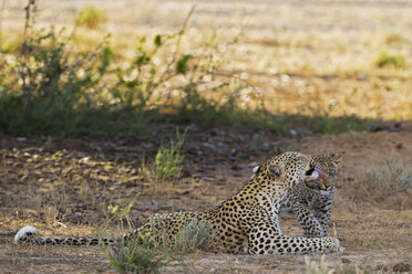 Afrika, Botswana, Südafrika, Kalahari, Leopardin mit ihrem Jungen im Kgalagadi Transfrontier Park - FOF002324