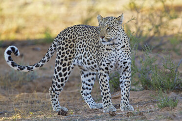 Afrika, Botsuana, Südafrika, Kalahari, Leopard im Kgalagadi Transfrontier Park - FOF002325